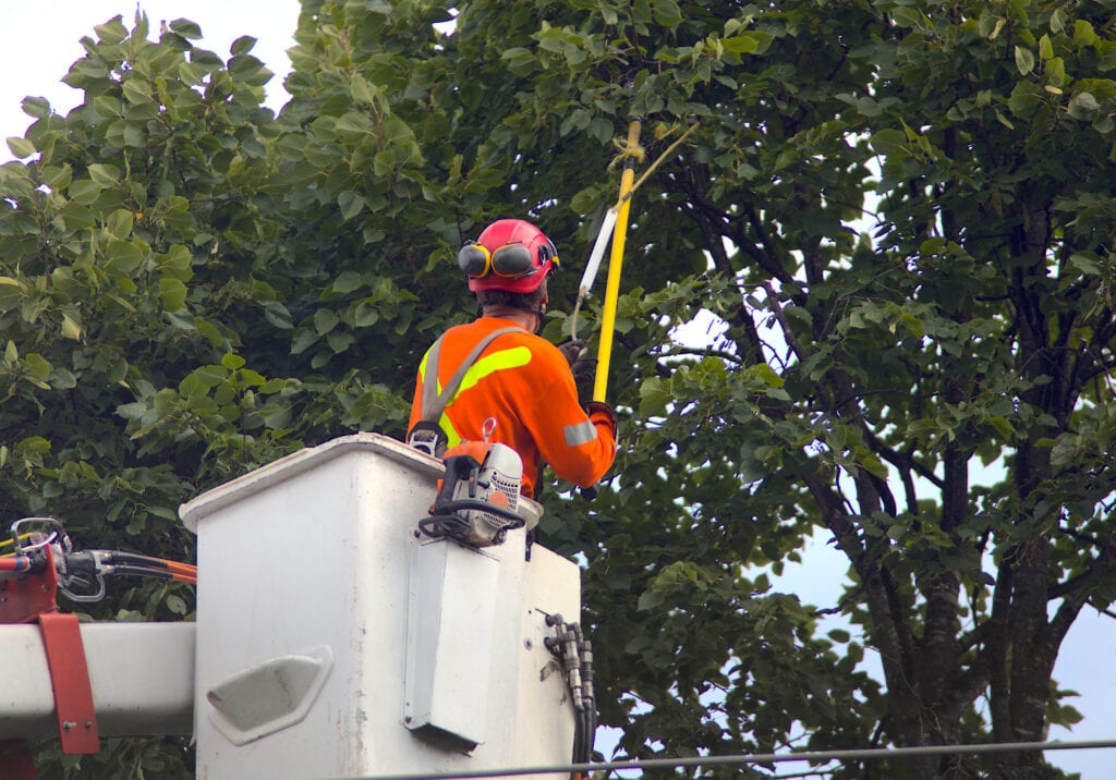 An image of a CDE professional trimming trees for vegetation management purposes in Clarksville, Tennessee