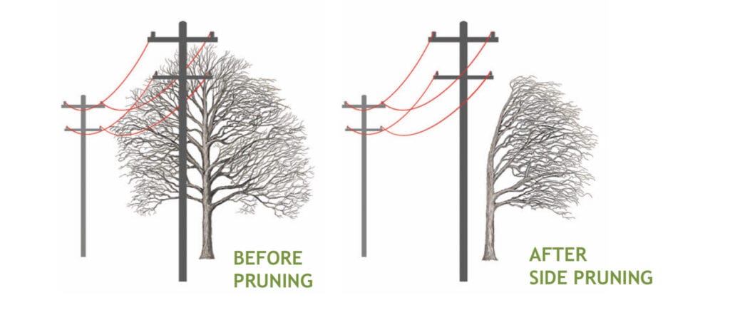 Side Pruning Tree Illustration